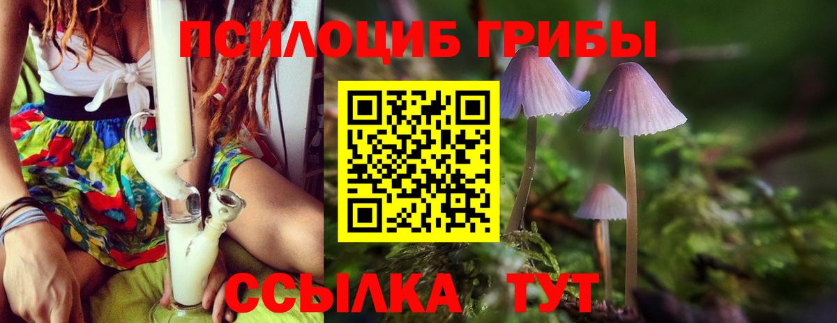 Псилоцибиновые грибы Cubensis Александров
